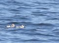 Marbled Murrelet